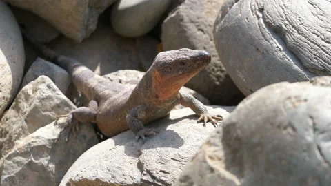 Giant lizard looking around on the rock in 4k slow motion Stock Footage 86098119
