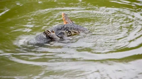 Giant Lizard mating and hugging in water swamp Stock Footage 61207407