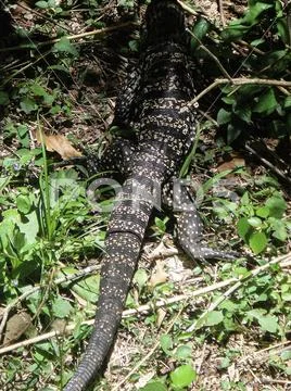 Giant Lizard monitor reptile walking in the jungle Stock Photos
