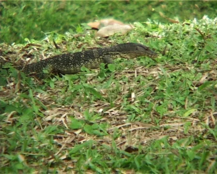 Giant Lizard At Park Stock Footage 139453