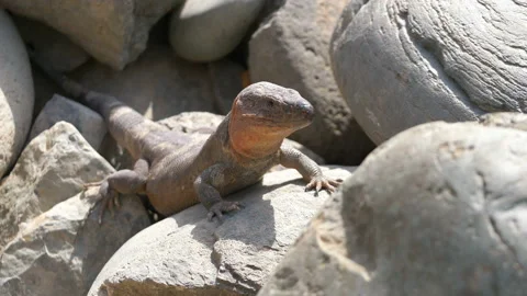 Giant lizard on the rock in 4k slow motion Stock Footage 86094935