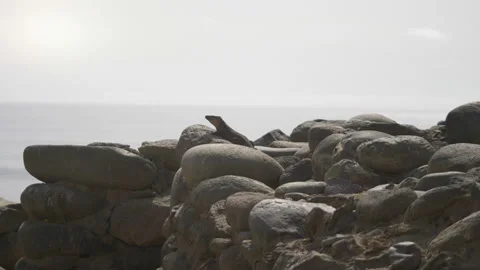 Giant lizard on the rock in 4k slow motion Stock Footage 86098030