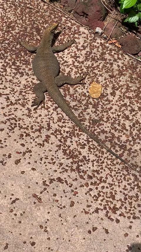 Giant lizard in Singapore Видео 344578081