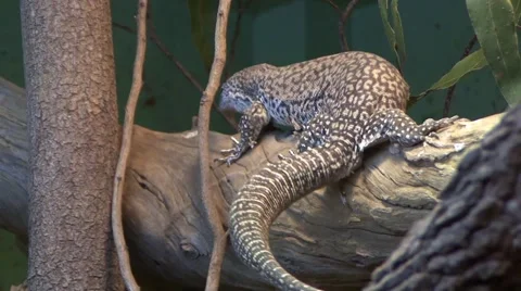 Giant Lizard in Zoo Video stock 49109446