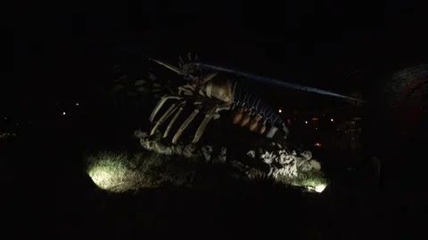 Giant lobster statue Stock Footage 113365172