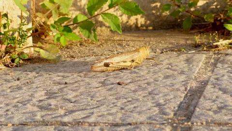 Giant locust at sunset, close up Stock Footage 311171026