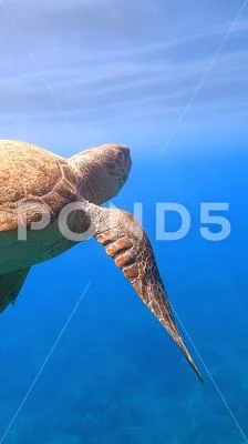 Giant Loggerhead Sea Turtle Close Up | Kefalonia Island, Greece