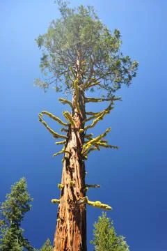 Giant lone cedar tree Stock Photos