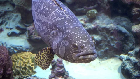 Giant malabar grouper fish. Video stock 102028040