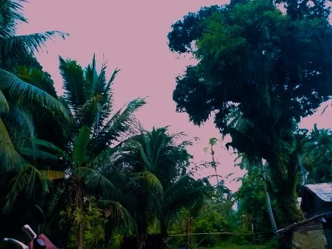 Giant mango tree pink cloud Stock Photos