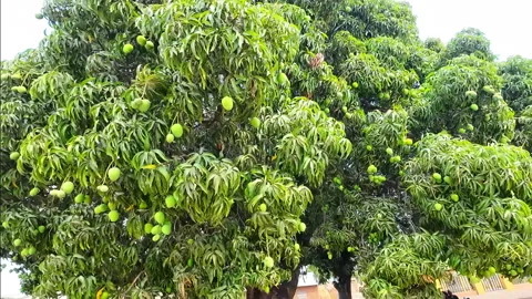 Giant Mango Trees with Green Fruit in Rural Malawi Village Stock Footage 342873100