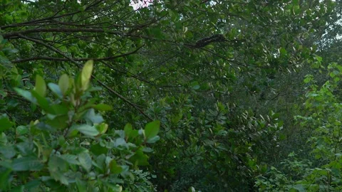 Giant Mangrove snake lying on tree branches in shade. Stock Footage 145175806