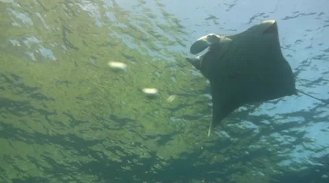 Giant manta ray Stock Footage 10724278