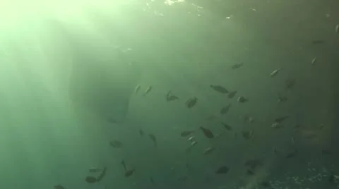 Giant manta ray Stock Footage 10735624