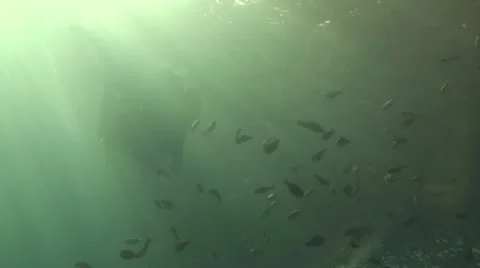 Giant manta ray Stock Footage 10737203