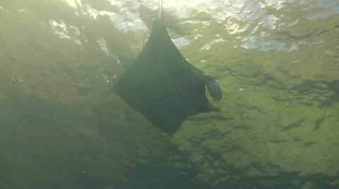 Giant manta ray Stock Footage 10737205