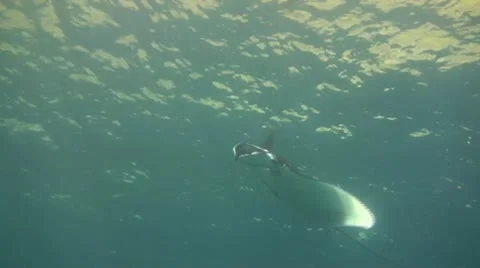 Giant manta ray Stock Footage 10737210