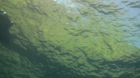 Giant manta ray Stock Footage 10737212