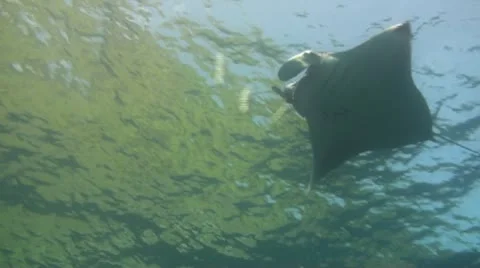 Giant manta ray Stock Footage 10737218