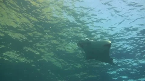 Giant manta ray Stock Footage 10737219