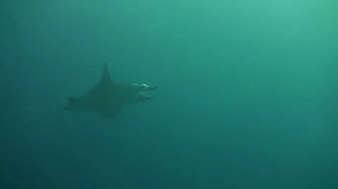 Giant manta ray Stock Footage 10737223