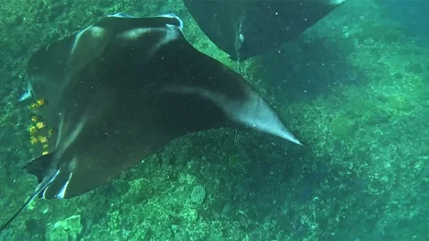 A giant Manta Ray Stock Footage 331147743