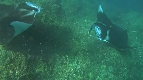 A giant Manta Ray Stock Footage 331147897