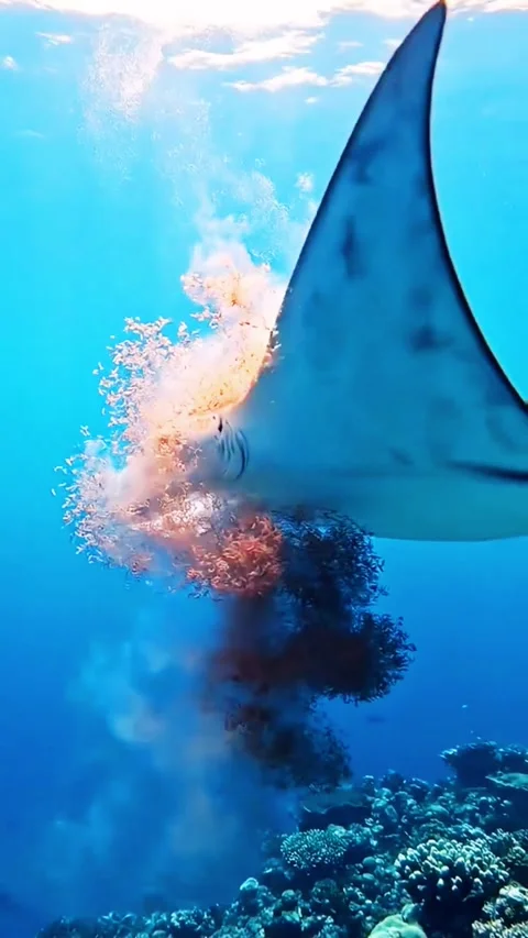 Giant Manta Ray Gliding Gracefully Through Crystal Clear Tropical Water Stockbeeldmateriaal 337014334