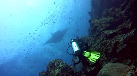 Manta Ray Silhouette Stock Video Footage | Royalty Free Manta Ray ...