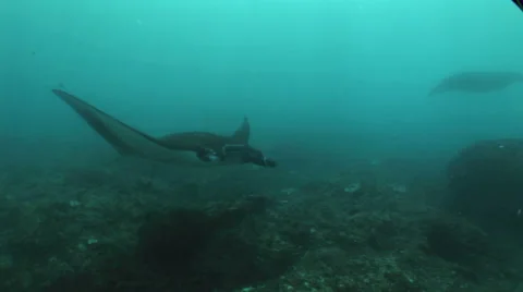 Giant manta ray (Manta birostris) missing a cephalic fin Video stock 59208657