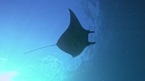 Giant manta ray (Mobula birostris) swimming underwater in blue ocean in manta 스톡 동영상 329095631