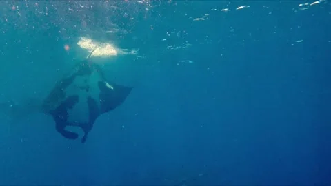 Giant manta ray performs and leaves scuba diver in awe Vídeo Stock 272565412