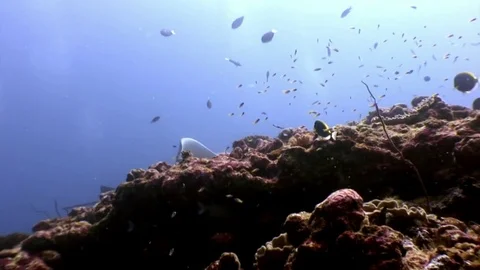 Giant Manta ray ramp fish on background ... | Stock Video | Pond5