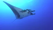Giant Manta Ray Swimming At Sunlight - Socorro, San Benedicto Island Stock Footage