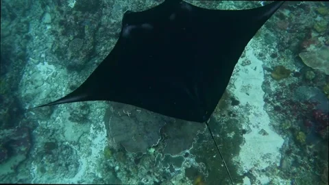 Giant manta rays Stock Footage 328786202