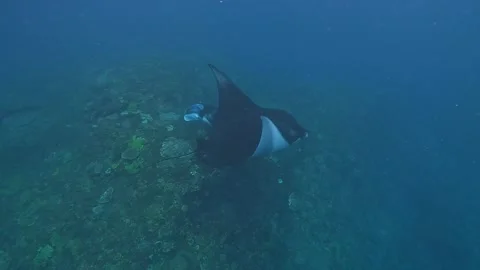 Giant manta rays Stock Footage 328786205