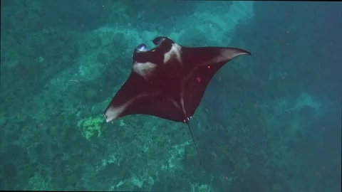 Giant manta rays Stock Footage 328897190