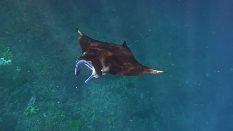 Giant manta rays Stock Footage 328897218