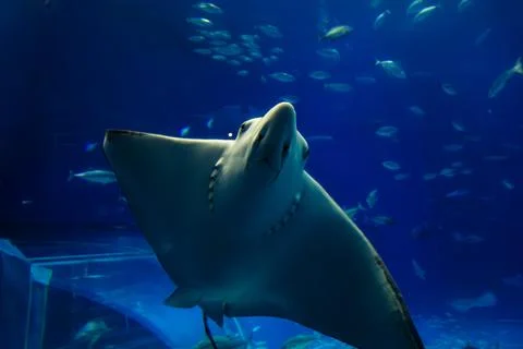 Giant manta rays gracefully glide in the deep blue tank of the aquarium. Photos