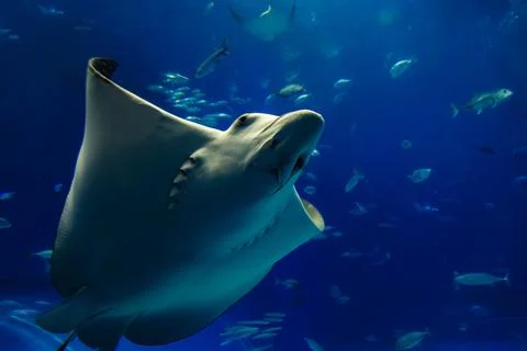 Giant manta rays gracefully glide in the deep blue tank of the aquarium. Stock Photos