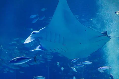 Giant manta rays gracefully glide in the deep blue tank of the aquarium. Stock Photos