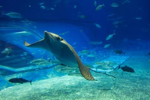 Giant manta rays gracefully glide in the deep blue tank of the aquarium. Stock Photos