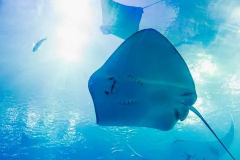 Giant manta rays gracefully glide in the deep blue tank of the aquarium. Stock Photos