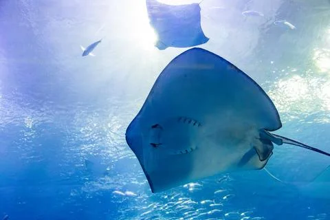 Giant manta rays gracefully glide in the deep blue tank of the aquarium. 库存照片