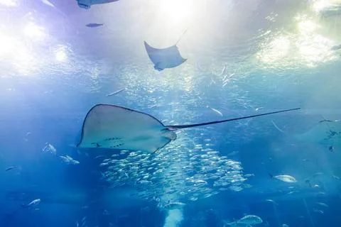 Giant manta rays gracefully glide in the deep blue tank of the aquarium. Photos