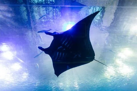 Giant manta rays gracefully glide in the deep blue tank of the aquarium. 库存照片