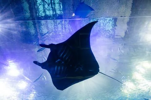 Giant manta rays gracefully glide in the deep blue tank of the aquarium. Stock Photos