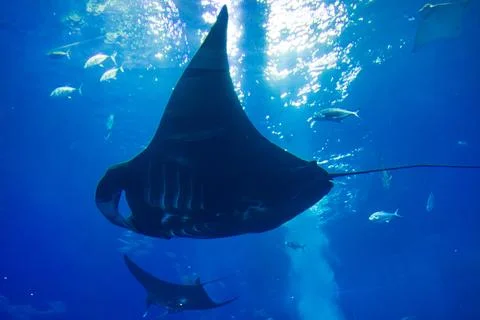 Giant manta rays gracefully glide in the deep blue tank of the aquarium. Fotos Stock
