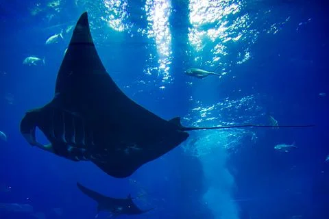 Giant manta rays gracefully glide in the deep blue tank of the aquarium. Stock Photos