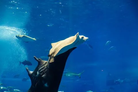 Giant manta rays gracefully glide in the deep blue tank of the aquarium. Photos